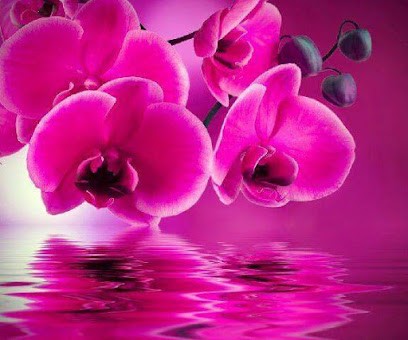 O Petits Soins (Institut De Beaute, Institut de Beauté à Langoiran