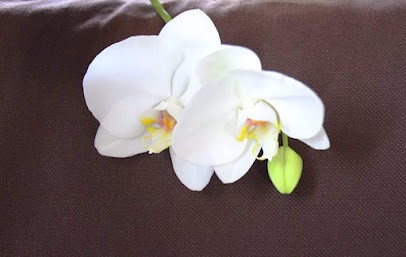 Alis'thétique, Esthéticienne à Marines