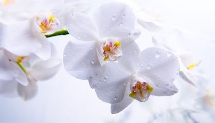 Esthetika, Institut de Beauté à Saint-Laurent-du-Var