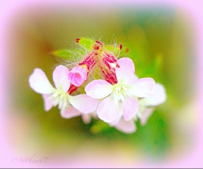 Sabine Esthetique ajaccio, Institut de Beauté à Afa
