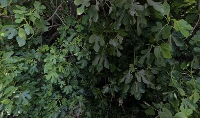 Beauté biothentic, Institut de Beauté à Tautavel